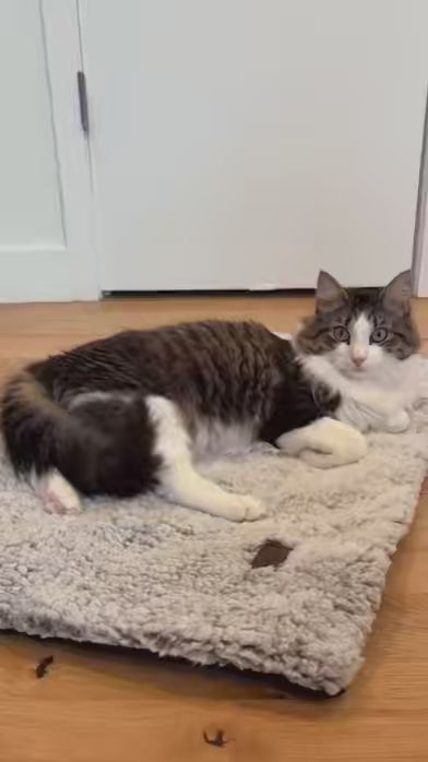 AURALIS WarmNest™ video